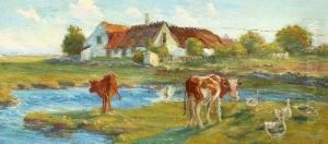 Grazing Cows On Saltholm