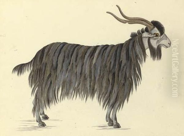 Study Of A Goat, India - view 1