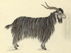 Study Of A Goat, India by Thomas Phillips