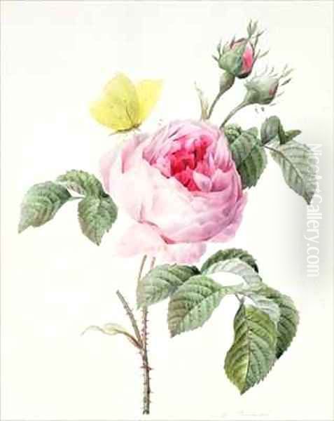 Pink rose with buds and a brimstone butterfly - view 1
