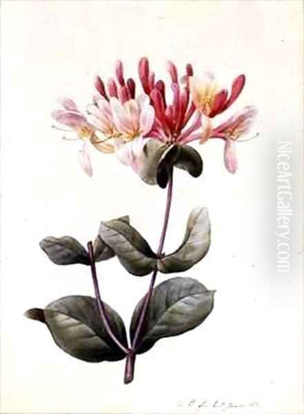 Lonicera Periclymenum Honeysuckle - view 1