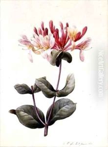 Lonicera Periclymenum Honeysuckle by Louise D'Orleans
