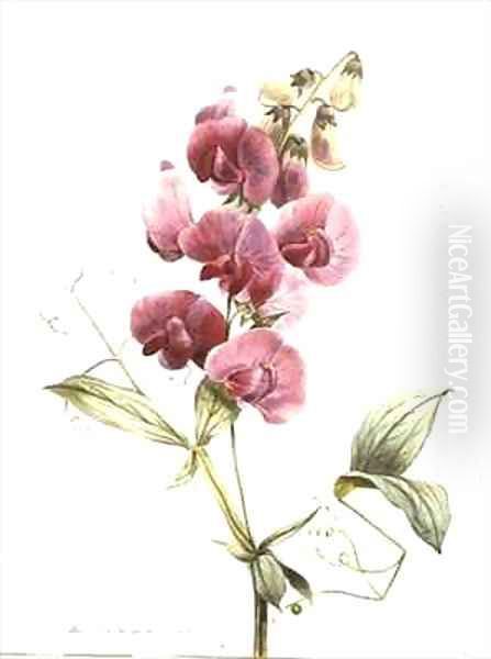 Lathyrus latifolius Everlasting Pea - view 1