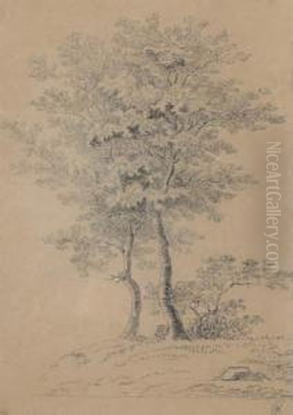 Trees - view 1