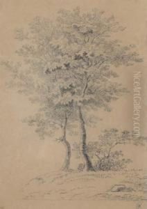 Trees Trees