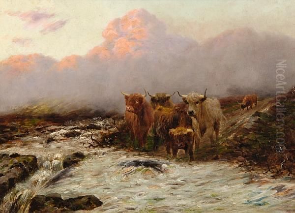 Highland Cattle - view 1