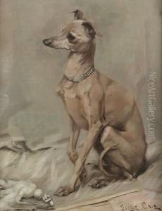 Dino, An Italian Greyhound by George Pirie