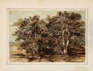 Alberi Alberi