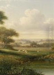 Sheep Grazing In An Extensive Landscape