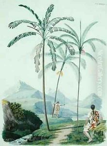 Palm trees in a mountainous part of South America by D'Orbigny, Alcide