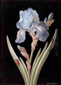 Iris germanica with caterpillar and beetle by Barbara Regina Dietzsch