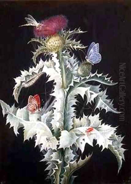 A Study of a Thistle with Insects 2 - view 1