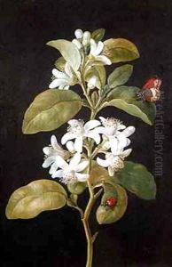 Pear Blossom by Barbara Regina Dietzsch