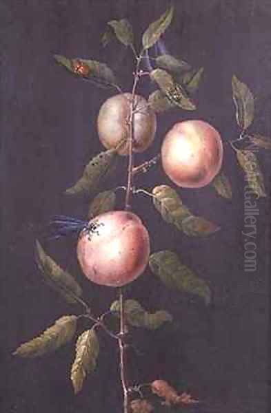 Branch of a Pear Tree - view 1