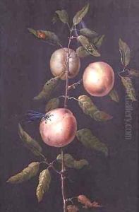 Branch of a Pear Tree by Barbara Regina Dietzsch