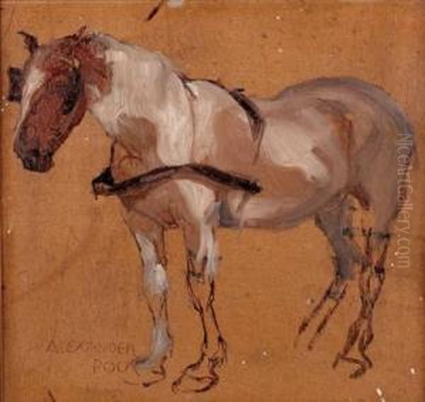 Pferdestudie - view 1