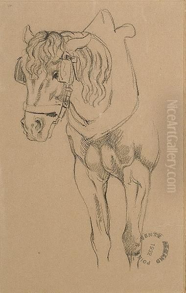 Study Of A Horse - view 1
