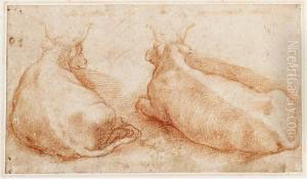 Two Studies Of Cows Resting - view 1