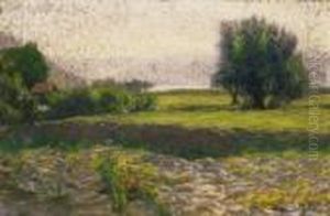 Sunlit Field