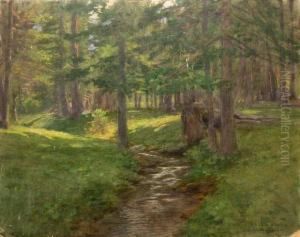 Ruisseau Dans Une Pinede Ruisseau Dans Une Pinede