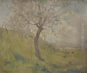 Mandorlo In Fiore