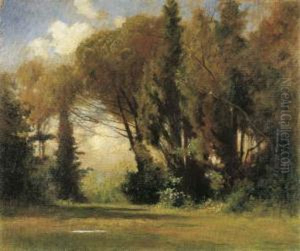 Luci Tra Gli Alberi - view 1