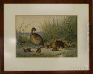 Game Birds In The Rough