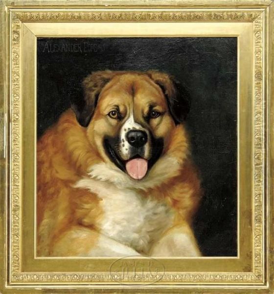 Portrait Of A St. Bernard - view 1