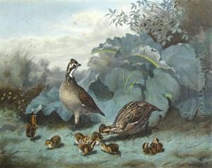 A Family Of Quails