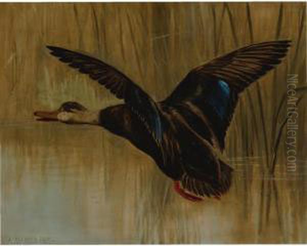 Mallard In Flight - view 1