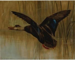 Mallard In Flight