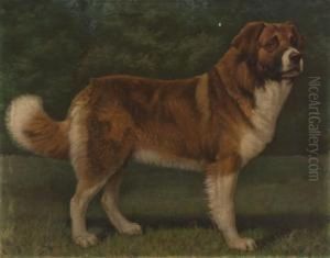 St. Bernard St. Bernard