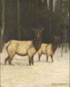 Study Of Elk