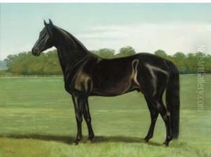 A Stallion In A Paddock