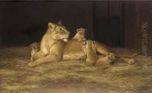Lioness And Her Cubs