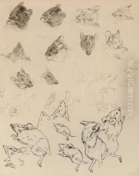Study Of Field Mice - view 1