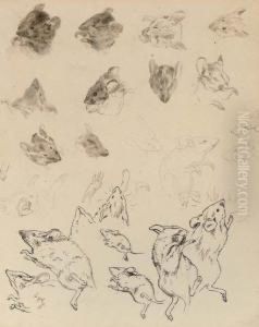 Study Of Field Mice by Helen Beatrix Potter