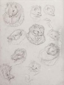 Studies For Miss Tiggy-winkle by Helen Beatrix Potter