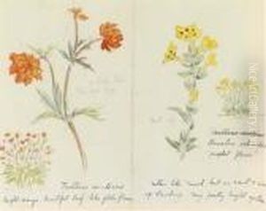 Trollius Asiaticus And Arnebia
Echioides 'prophet Flower' Recto Andpolemonium Zepeus Verso by Helen Beatrix Potter