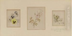 Three Flower Studies Of Roses And Pansies by Helen Beatrix Potter