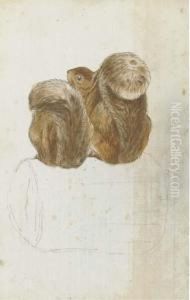 Two Squirrels On A Log Seen From Behind Two Squirrels On A Log Seen From Behind