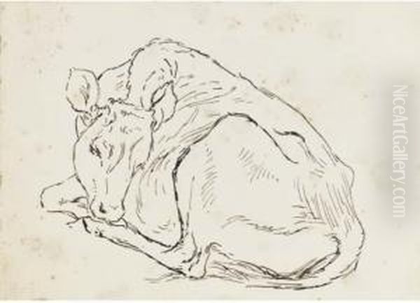 Study Of A Calf - view 1