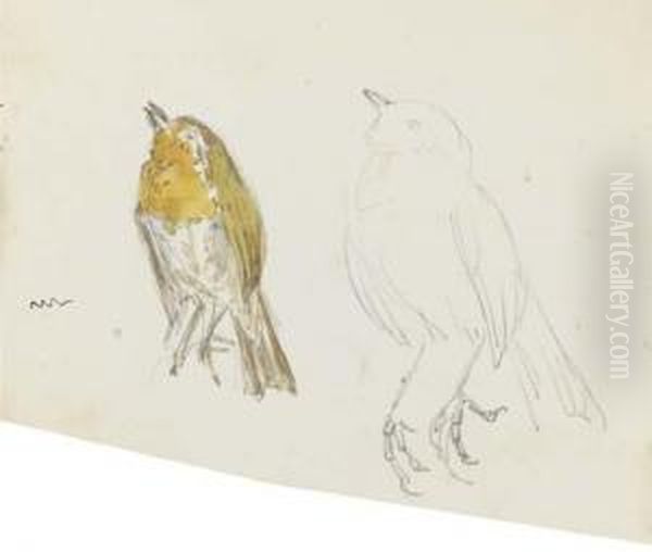 Studies Of The Robin In The Tale Of Peter Rabbit - view 1