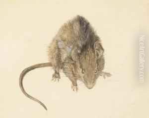 A Study Of A House Mouse