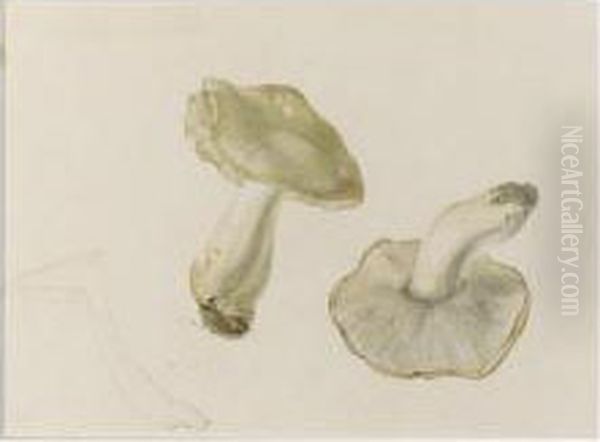 Study Of Funghi - view 1