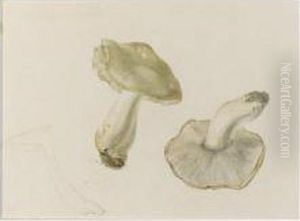 Study Of Funghi by Helen Beatrix Potter