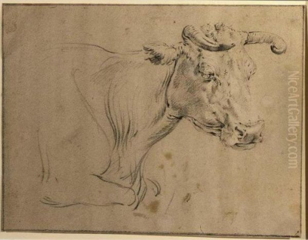 Study Of A Cow - view 1