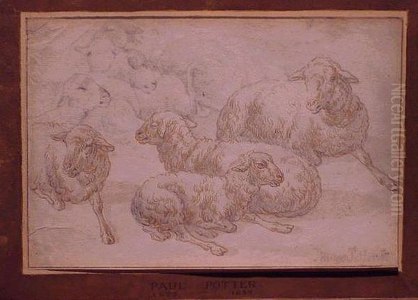Sheep - view 1