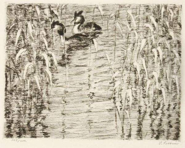 Ente/ Haubentaucher - view 1