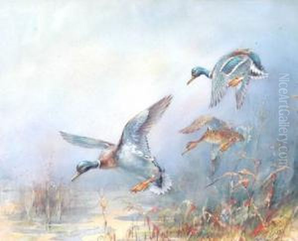 Mallard Landing. Signed. Watercolour. 8.5 X 11ins - view 1
